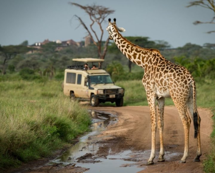 Safari vehicle