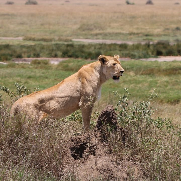 Tanzania Safari (2)