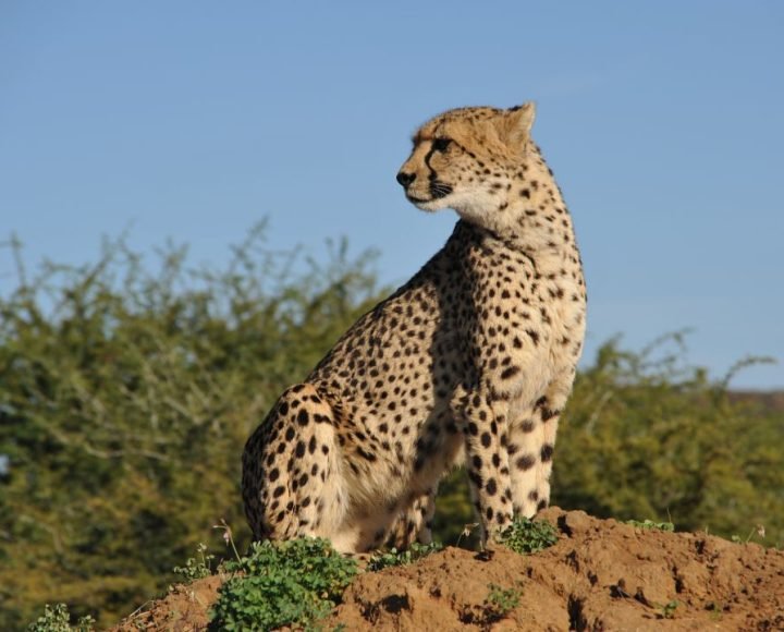 mkomanzi (4)
