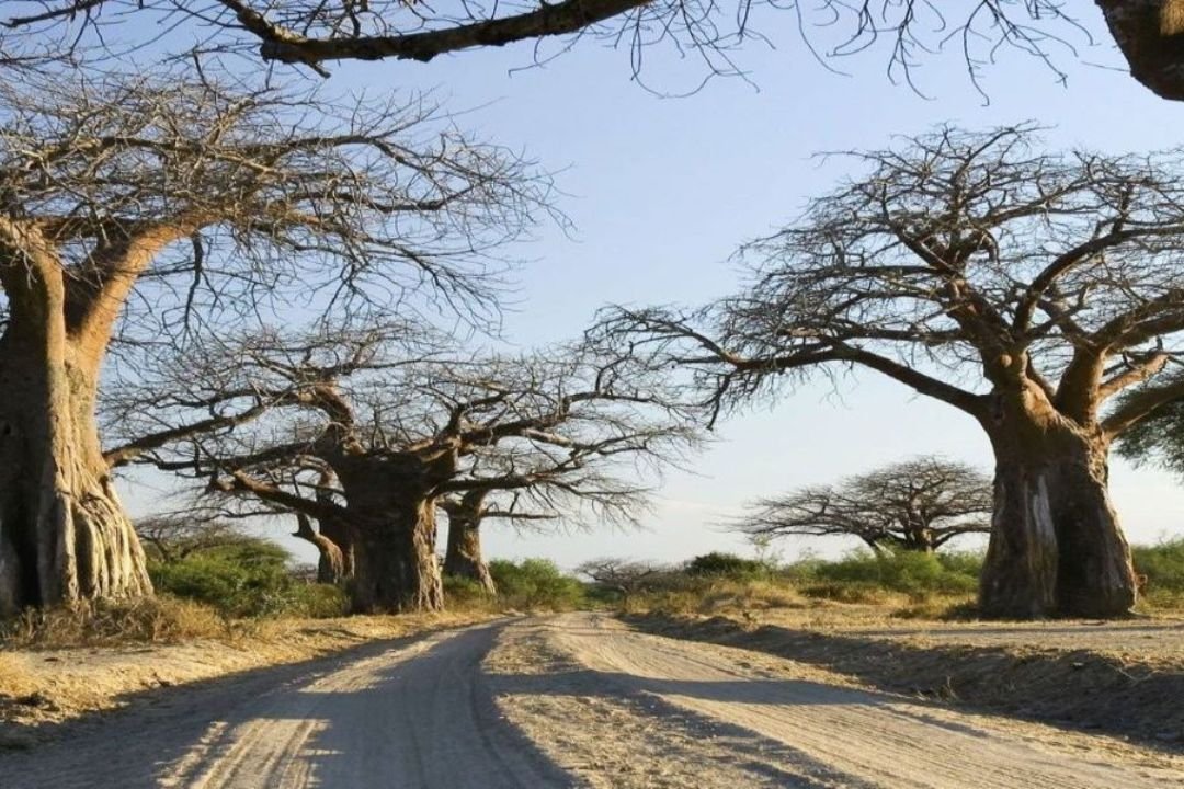 Baobab-Dotted Landscapes