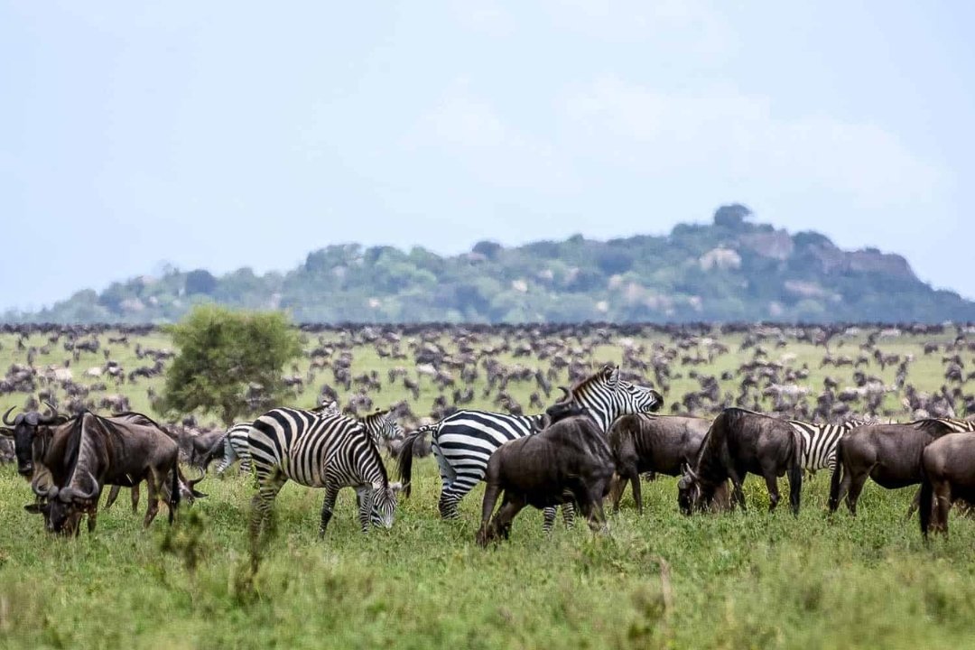 Central Serengeti (1)
