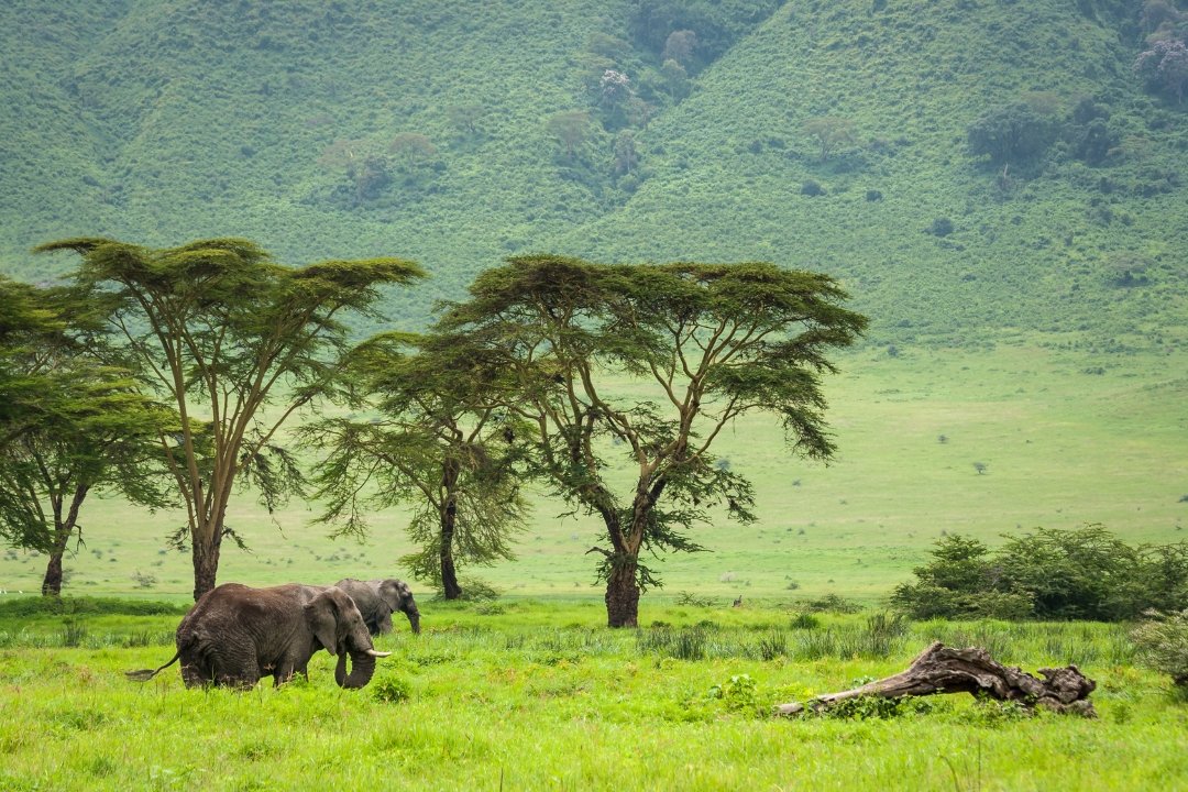 Lerai Forest Ngorongoro