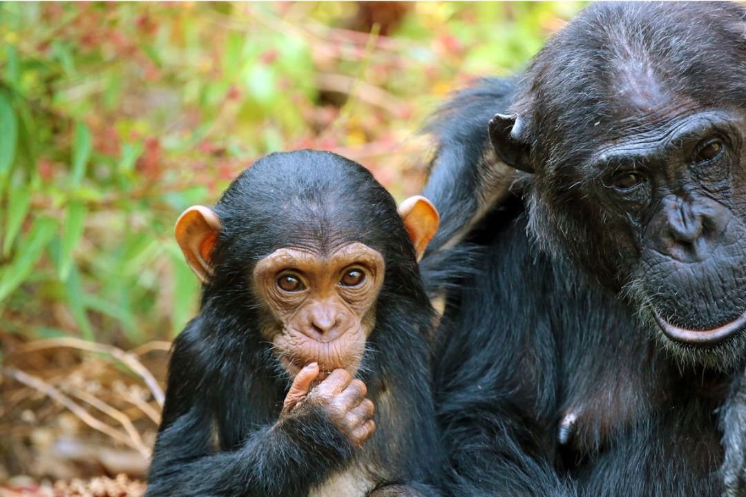 Mahale Mountains National Park (2)