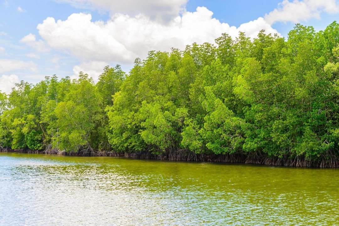 Mangrove Forests