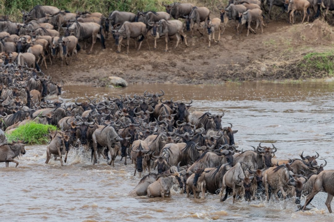 Northern Serengeti
