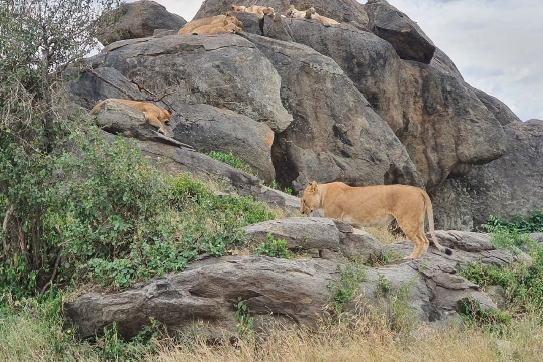Rugged Terrain and Hills Ruaha National Park