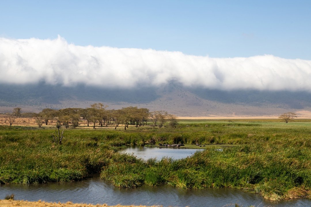 Seasonal Swamps Ngorongoro