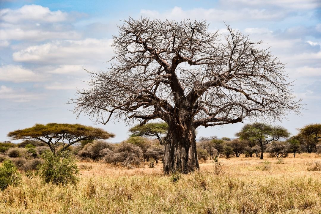 Tarangire National Park Baobab
