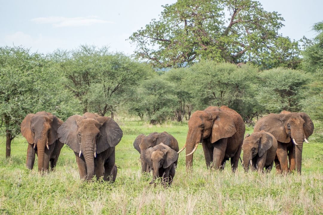 Tarangire National Park Elephants