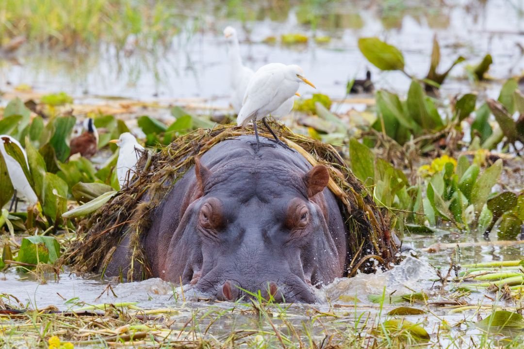Tarangire National Park swamps