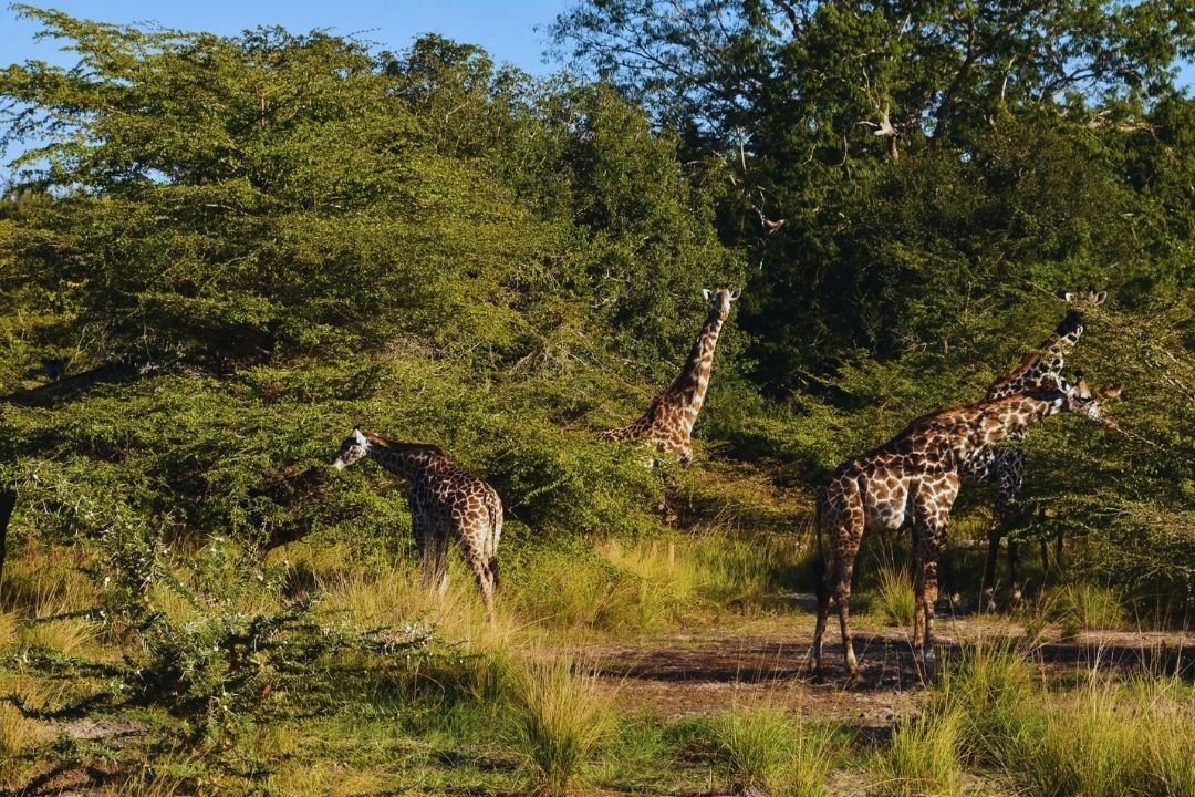 woodlands and wetlands